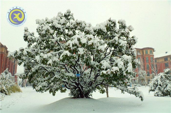 梅雪盼冬来，微笑迎春归(图4)