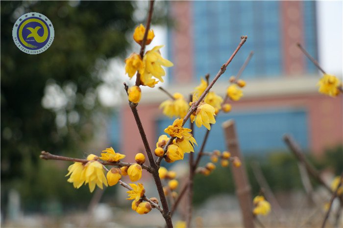 梅雪盼冬来，微笑迎春归(图15)