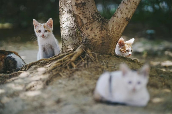 生命七中 l 营救“猫学弟”——每一个生命都值得被温柔以待