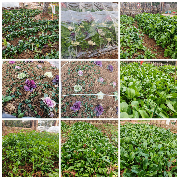 从播种到收获,七中少年在田埂上书写成长答卷(图4) 从播种到收获,七中少年在田埂上书写成长答卷(图4)