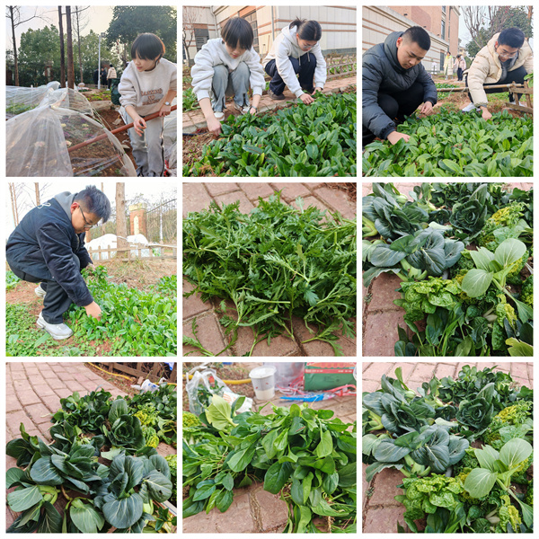 从播种到收获,七中少年在田埂上书写成长答卷(图2) 从播种到收获,七中少年在田埂上书写成长答卷(图2)