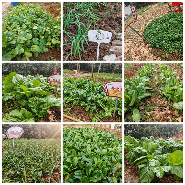 从播种到收获,七中少年在田埂上书写成长答卷(图1) 从播种到收获,七中少年在田埂上书写成长答卷(图1)