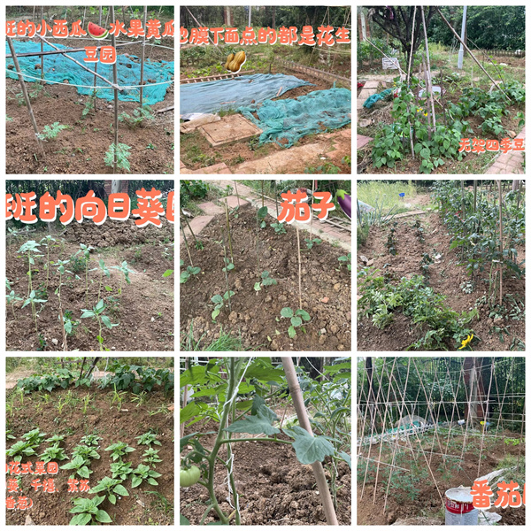 土豆辣椒齐“报到”，看七宝在田间地头种春天！(图4)